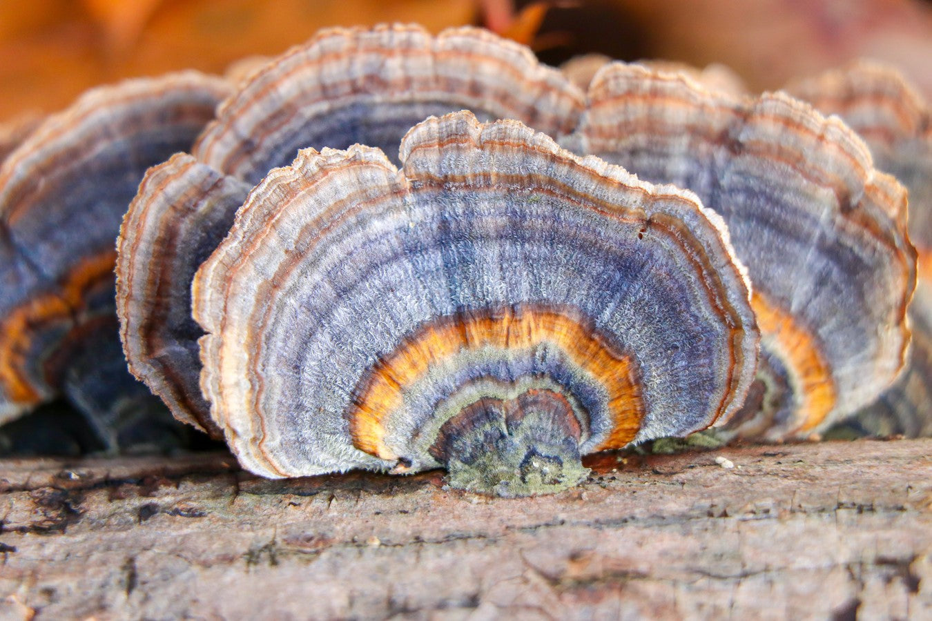 turkey tail mushrooms